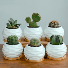 Load image into Gallery viewer, White Ceramic Mini Succulent Planter
