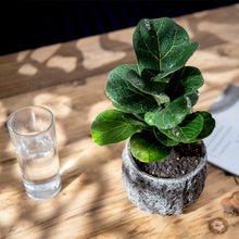 Load image into Gallery viewer, Stone Flower Pots

