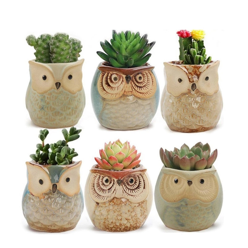 Owl Pot plants